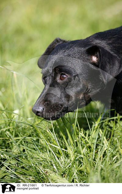 Mischling Portrait / mongrel portrait / RR-21661