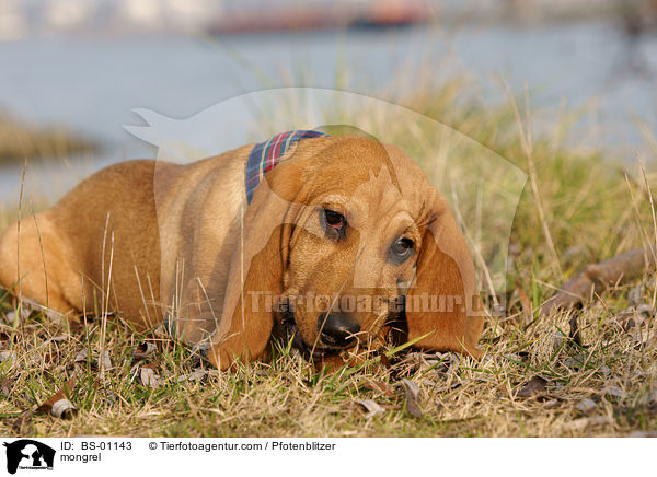 Beagle-Griffon-Mix / mongrel / BS-01143