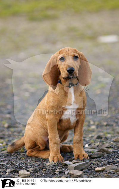 sitzender Beagle-Griffon-Mix / sitting mongrel / BS-01151