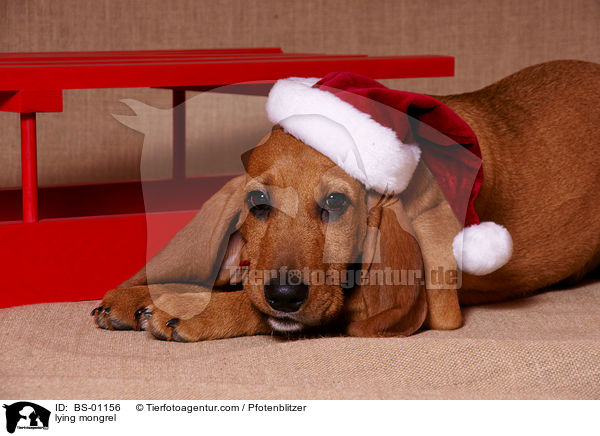 liegender Beagle-Griffon-Mix / lying mongrel / BS-01156