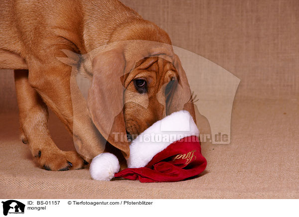 Beagle-Griffon-Mix / mongrel / BS-01157