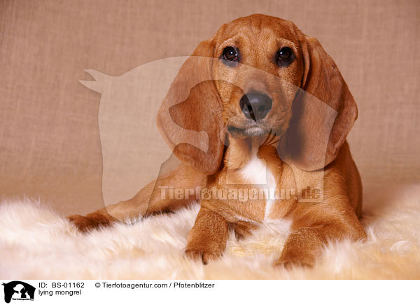 liegender Beagle-Griffon-Mix / lying mongrel / BS-01162