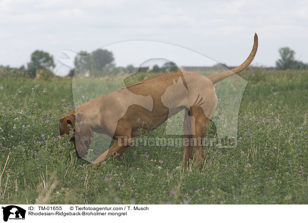 Rhodesian-Ridgeback-Broholmer Mischling / Rhodesian-Ridgeback-Broholmer mongrel / TM-01655