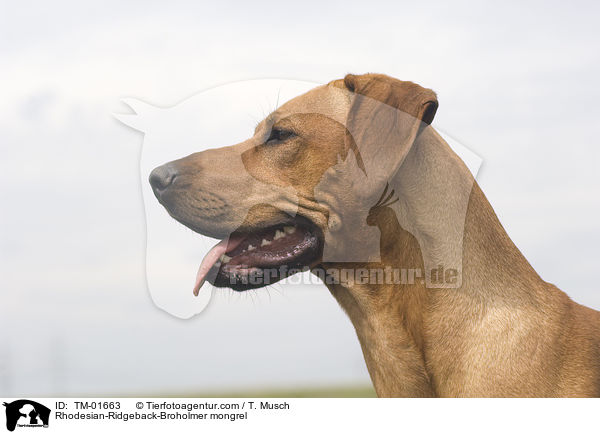 Rhodesian-Ridgeback-Broholmer Mischling / Rhodesian-Ridgeback-Broholmer mongrel / TM-01663