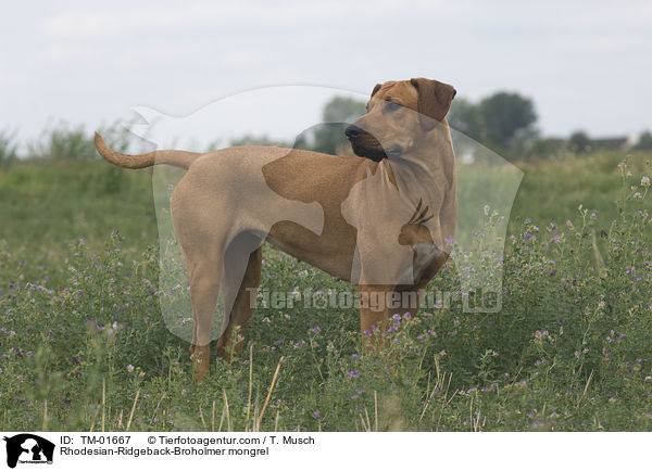 Rhodesian-Ridgeback-Broholmer Mischling / Rhodesian-Ridgeback-Broholmer mongrel / TM-01667