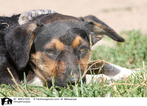 Mischling Welpe / mongrel puppy / BM-01420