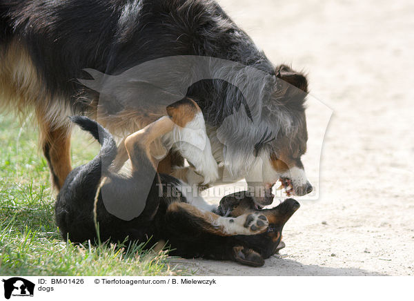 Hunde / dogs / BM-01426