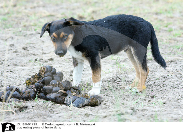 Hund frisst Pferdeapfel / dog eating piece of horse dung / BM-01429