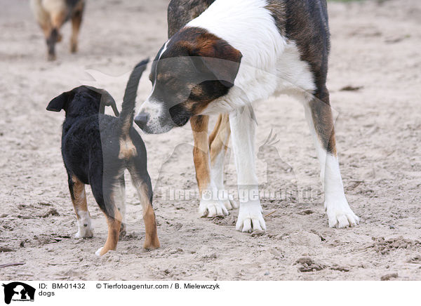 Hunde / dogs / BM-01432