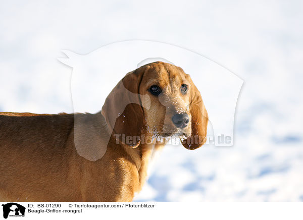 Beagle-Griffon-Mischling / Beagle-Griffon-mongrel / BS-01290