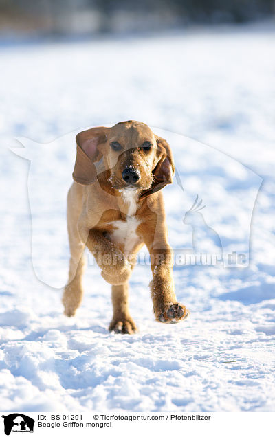 Beagle-Griffon-Mischling / Beagle-Griffon-mongrel / BS-01291