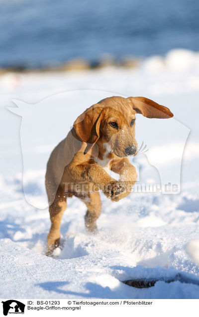 Beagle-Griffon-Mischling / Beagle-Griffon-mongrel / BS-01293