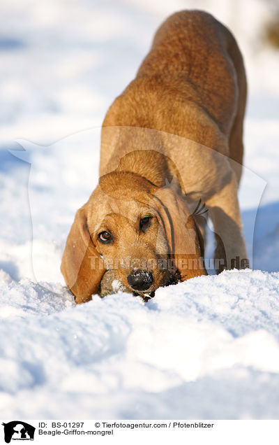 Beagle-Griffon-Mischling / Beagle-Griffon-mongrel / BS-01297