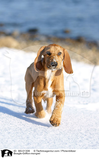 Beagle-Griffon-Mischling / Beagle-Griffon-mongrel / BS-01306