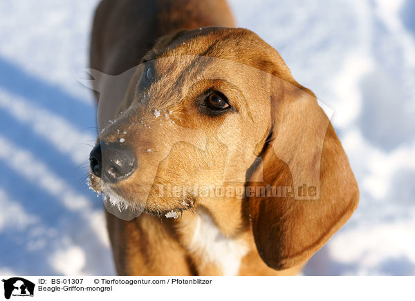 Beagle-Griffon-Mischling / Beagle-Griffon-mongrel / BS-01307