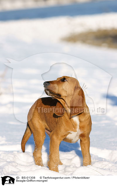 Beagle-Griffon-Mischling / Beagle-Griffon-mongrel / BS-01308