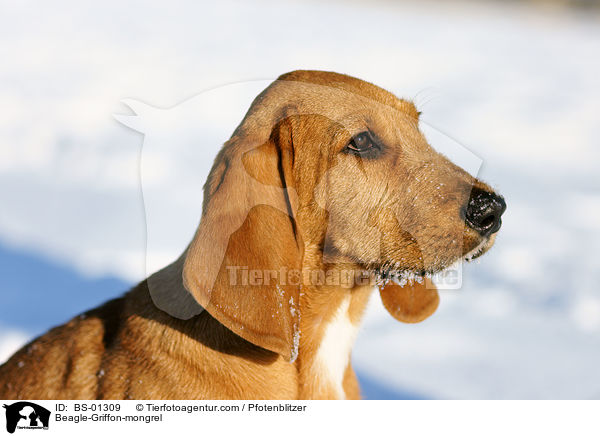 Beagle-Griffon-Mischling / Beagle-Griffon-mongrel / BS-01309