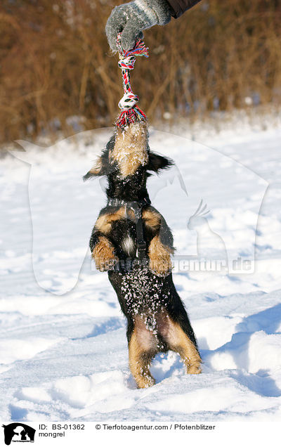 Havaneser-Deutscher-Jagdterrier-Mischling / mongrel / BS-01362
