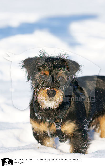 Havaneser-Deutscher-Jagdterrier-Mischling / mongrel / BS-01366
