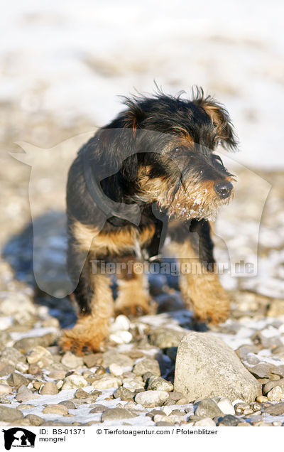 Havaneser-Deutscher-Jagdterrier-Mischling / mongrel / BS-01371