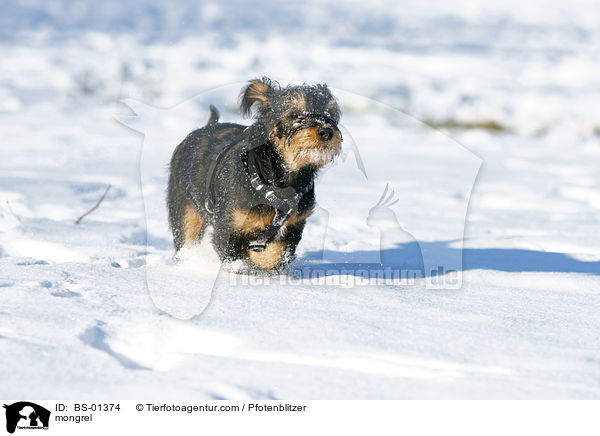 Havaneser-Deutscher-Jagdterrier-Mischling / mongrel / BS-01374