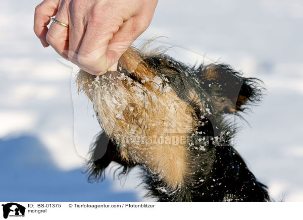 Havaneser-Deutscher-Jagdterrier-Mischling / mongrel / BS-01375