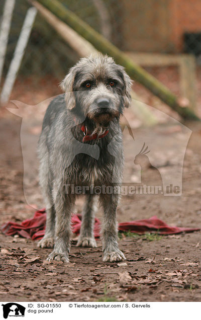 Hunde im Tierheim / dog pound / SG-01550