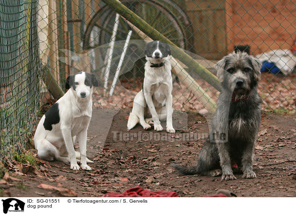 Hunde im Tierheim / dog pound / SG-01551