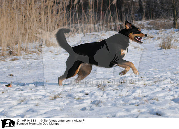 Berner-Sennenhund-Mischling / Bernese-Mountain-Dog-Mongrel / AP-04333