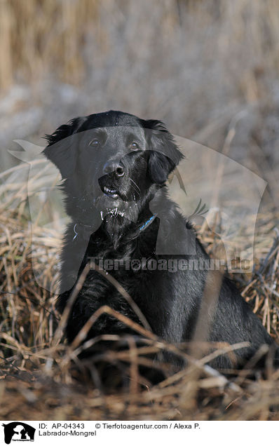 Labrador-Mischling / Labrador-Mongrel / AP-04343