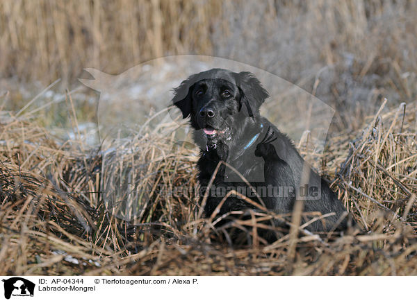 Labrador-Mischling / Labrador-Mongrel / AP-04344
