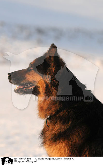 Schferhund-Mischling / Shepherd-Mongrel / AP-04353