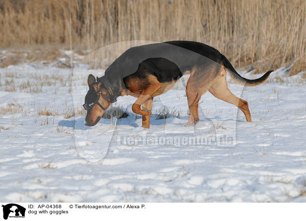 Hund mit Schutzbrille / dog with goggles / AP-04368
