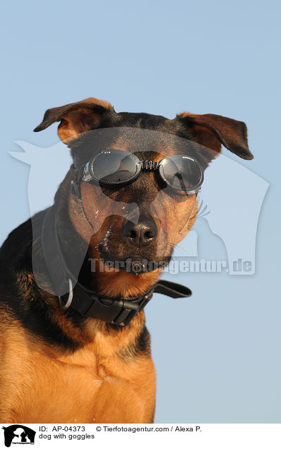 dog with goggles / AP-04373