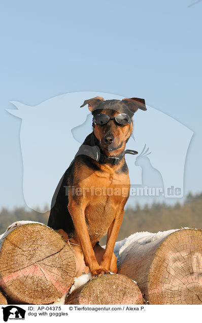 Hund mit Schutzbrille / dog with goggles / AP-04375