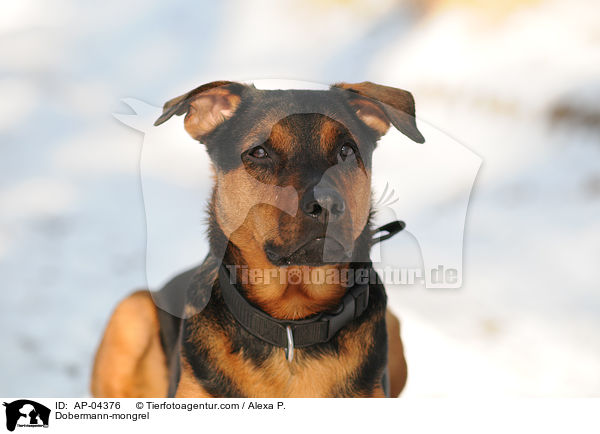 Dobermann-Mischling / Dobermann-mongrel / AP-04376