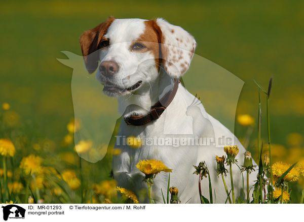 Mischling Portrait / mongrel portrait / MR-01293