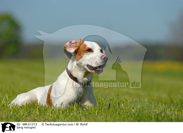 liegender Mischling / lying mongrel / MR-01313