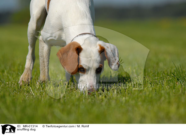 schnuppernder Hund / snuffling dog / MR-01314