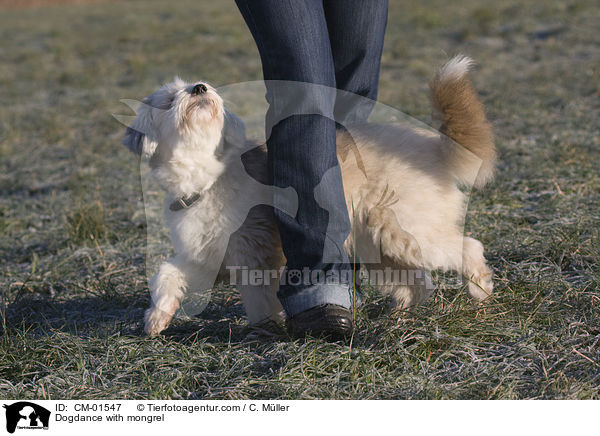 Dogdance mit Tibet-Terrier-Sheltie-Mischling / Dogdance with mongrel / CM-01547