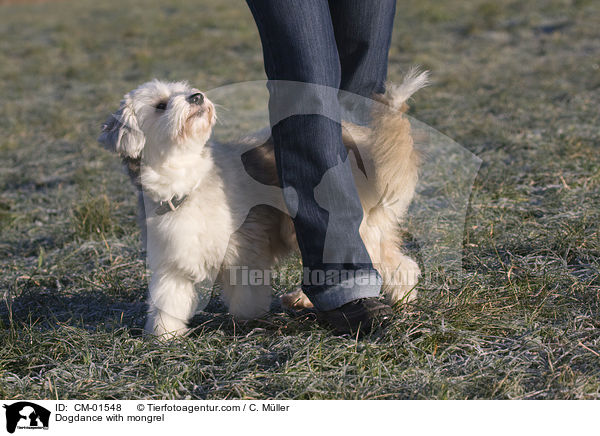 Dogdance mit Tibet-Terrier-Sheltie-Mischling / Dogdance with mongrel / CM-01548