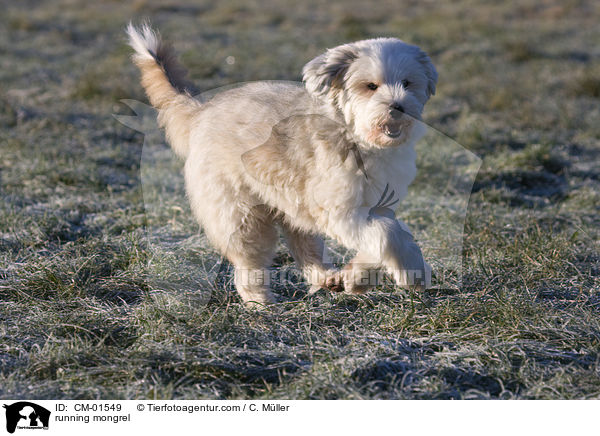 rennender Tibet-Terrier-Sheltie-Mischling / running mongrel / CM-01549