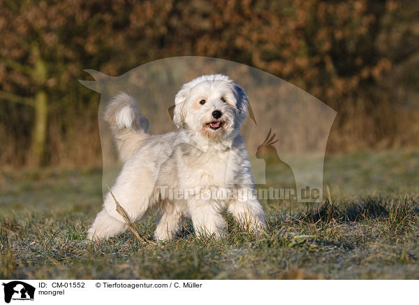 Tibet-Terrier-Sheltie-Mischling / mongrel / CM-01552