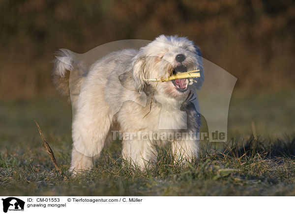 knabbernder Tibet-Terrier-Sheltie-Mischling / gnawing mongrel / CM-01553