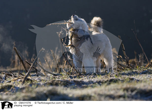 spielender Tibet-Terrier-Sheltie-Mischling / playing mongrel / CM-01576