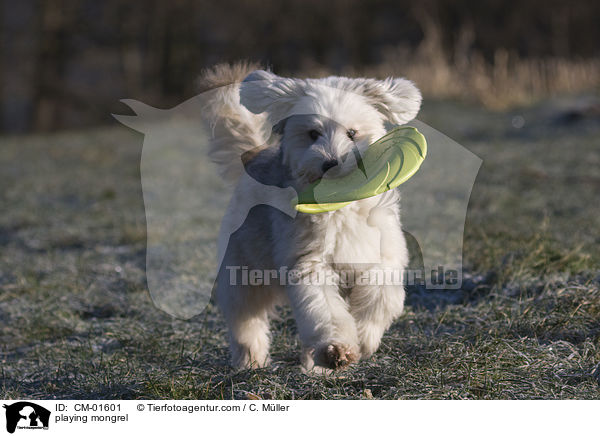 spielender Tibet-Terrier-Sheltie-Mischling / playing mongrel / CM-01601