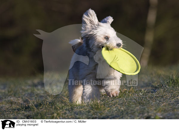spielender Tibet-Terrier-Sheltie-Mischling / playing mongrel / CM-01603