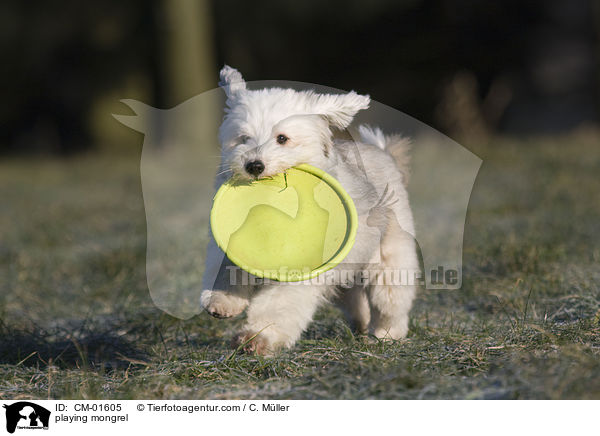spielender Tibet-Terrier-Sheltie-Mischling / playing mongrel / CM-01605