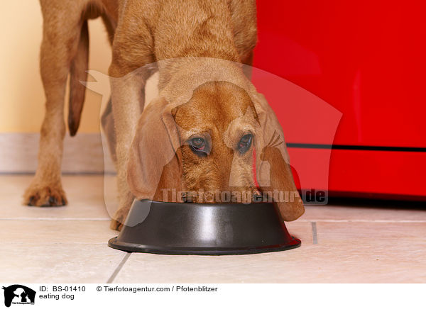 fressender Hund / eating dog / BS-01410