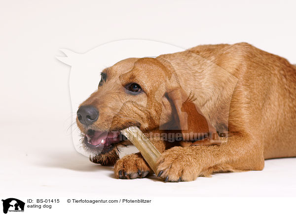 fressender Hund / eating dog / BS-01415